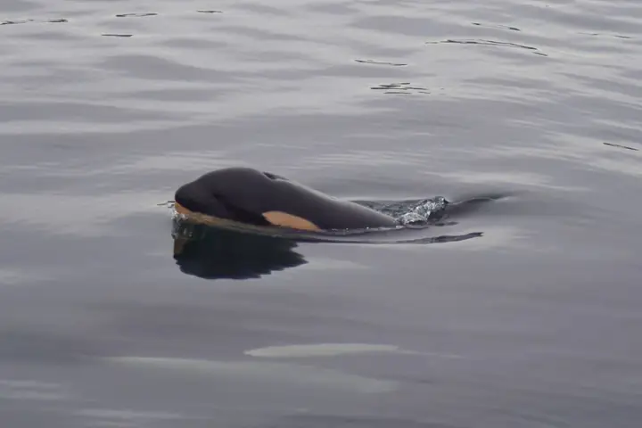 Hình Ảnh Lay Động Thế Giới: Cá Voi Mẹ Lặp Lại Hành Trình Đau Khổ ...