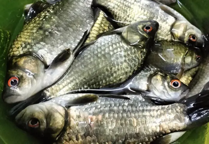 Thấy Mệt Mỏi, Nóng Trong Người Đem Loại Cá Đồng Quê Này Nấu ...