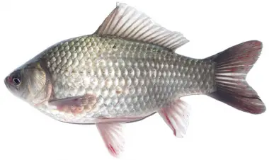 Khám Phá 110 Hình Ảnh Cá Diếc Siêu Khổng Lồ Độc Đáo Nhất Với Mytour