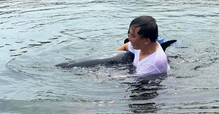 Cá Heo Mắc Cạn Ở Đà Nẵng Chết Sau Nỗ Lực Cứu Hộ