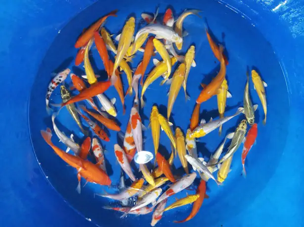 Cá Koi Mini Cá Koi Mini