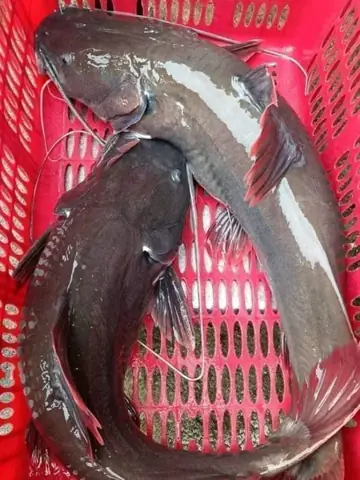 Cá Lăng - Đặc Sản Đến Từ Vùng Tây Bắc Cá Lăng - Đặc Sản Đến Từ Vùng Tây Bắc