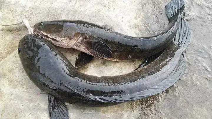 Hình Ảnh Cá Lóc Đồng: Nhận Diện, Phân Biệt & Giá Trị Trong Đời ...