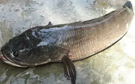 Các Loài Cá Lóc Ít Biết Đến Khác Các Loài Cá Lóc Ít Biết Đến Khác