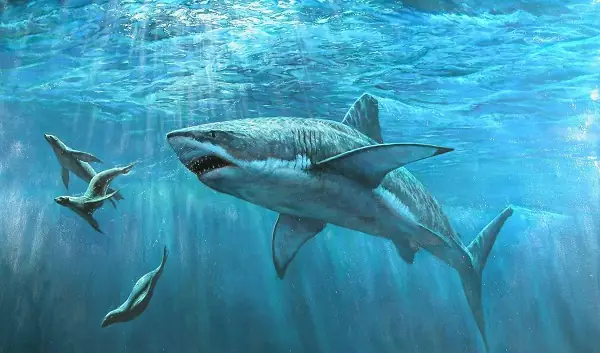 Hình Ảnh Cá Mập Trắng