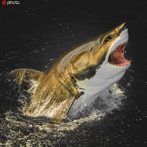 Hình Ảnh Cá Mập Ngầu