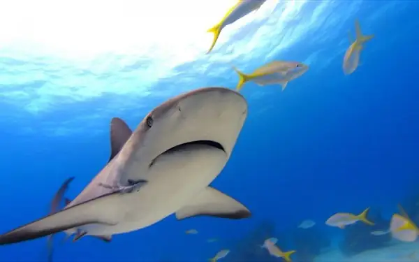 Hình Ảnh Cá Mập Ngầu