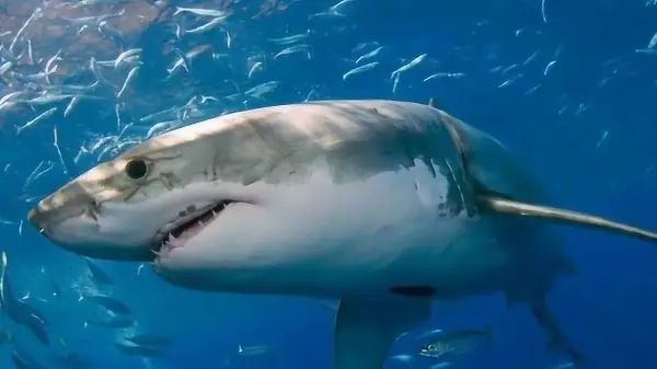 Hình Ảnh Cá Mập Trắng
