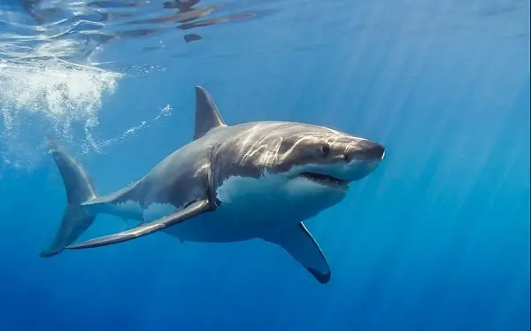 Hình Ảnh Cá Mập Trắng