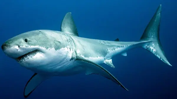 Hình Ảnh Cá Mập Trắng