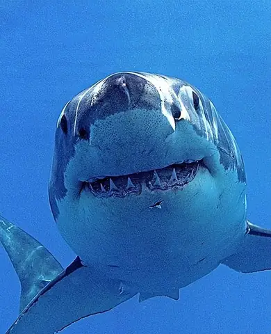 Hình Ảnh Cá Mập Trắng