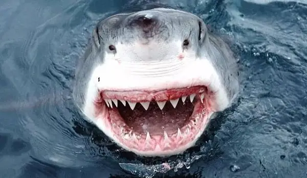 Hình Ảnh Cá Mập Trắng