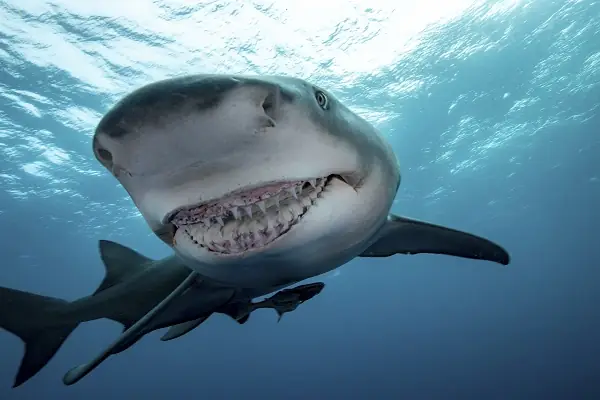 Hình Ảnh Cá Mập Ngầu