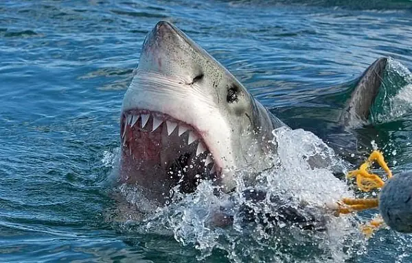 Hình Ảnh Cá Mập Trắng