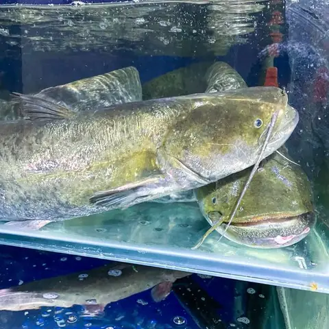 Báo Giá Cá Nheo Sông Đà Tươi Sống Tại Hà Nội | Size 3 - 4kg