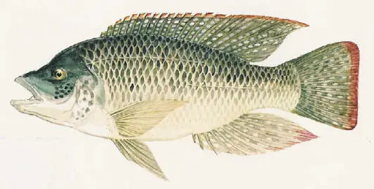 Hướng Dẫn Phòng, Chống Bệnh Do Tilv Trên Cá Rô Phi