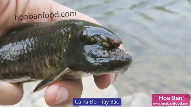 Các Loại Cá Sông, Suối Tây Bắc (phần 1) - Hoa Ban Food™