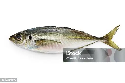 Hơn 3.300 Cá Sòng Ảnh, Hình Chụp & Hình Ảnh Trả Phí Bản Quyền ...