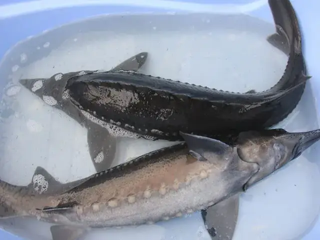 Cá Tầm Sapa Tươi Sống Size 3-8kg Giá Rẻ Sẵn Hàng