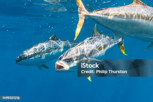 Hơn 880 Cá Thu Ngàng Bức Ảnh Ảnh, Hình Chụp & Hình Ảnh Trả Phí ...