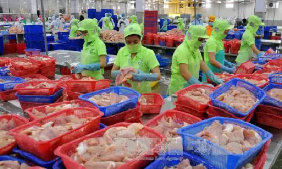 Cá Tra Việt Và Cuộc Chiến Giữ Hình Ảnh Ở Thị Trường Eu - Báo Và Phát ... Cá Tra Việt Và Cuộc Chiến Giữ Hình Ảnh Ở Thị Trường Eu - Báo Và Phát ...