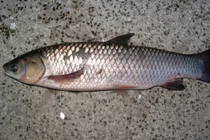 Ảnh Cá Trắm Cỏ: Khám Phá Loài Cá Quen Thuộc Trong Bữa Ăn Gia ...