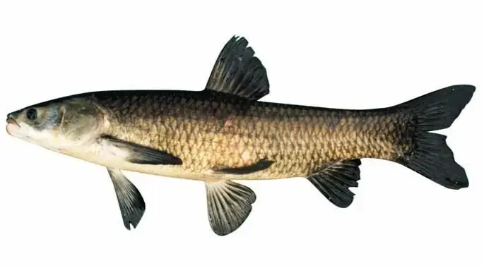 Hình Ảnh Cá Trắm: Tổng Quan, Đặc Điểm & Cách Phân Biệt ...