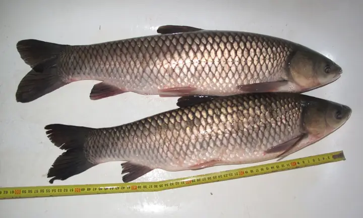 Trung Quốc Phát Triển Cá Trắm Cỏ Không Xương Dăm