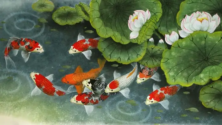 Hình Nền Cá Chép Hoa Sen Full Hd 4k Cho Máy Tính