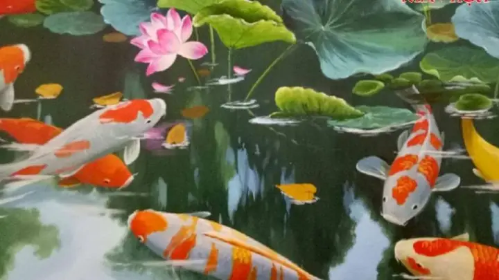 Hình Nền Cá Chép Hoa Sen Full Hd 4k Cho Máy Tính