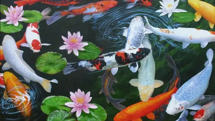 Hình Nền Cá Chép Hoa Sen Full Hd 4k Cho Máy Tính