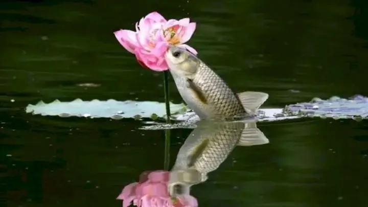 Hình Nền Cá Chép Hoa Sen Full Hd 4k Cho Máy Tính