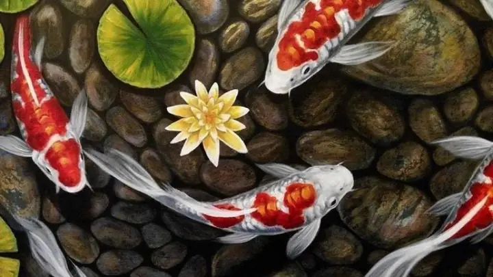 Hình Nền Cá Chép Hoa Sen Full Hd 4k Cho Máy Tính