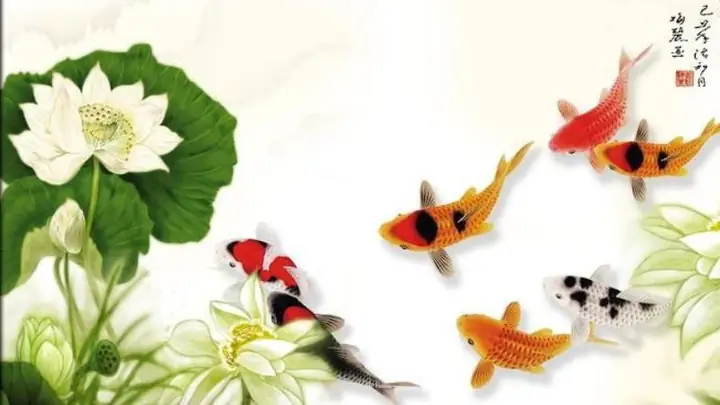 Hình Nền Cá Chép Hoa Sen Full Hd 4k Cho Máy Tính