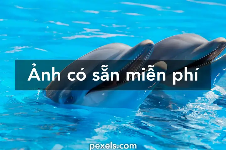400.000+ Ảnh Đẹp Nhất Về Cá Heo · Tải Xuống Miễn Phí 100% · Ảnh ...