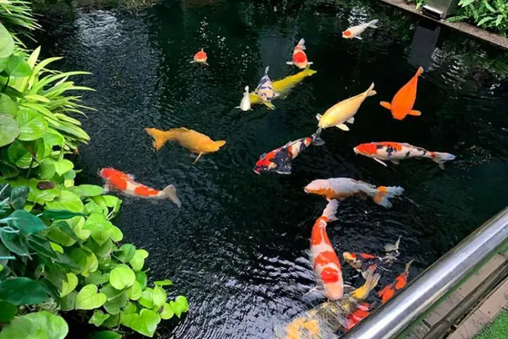 Hình Nền Cá Koi Động