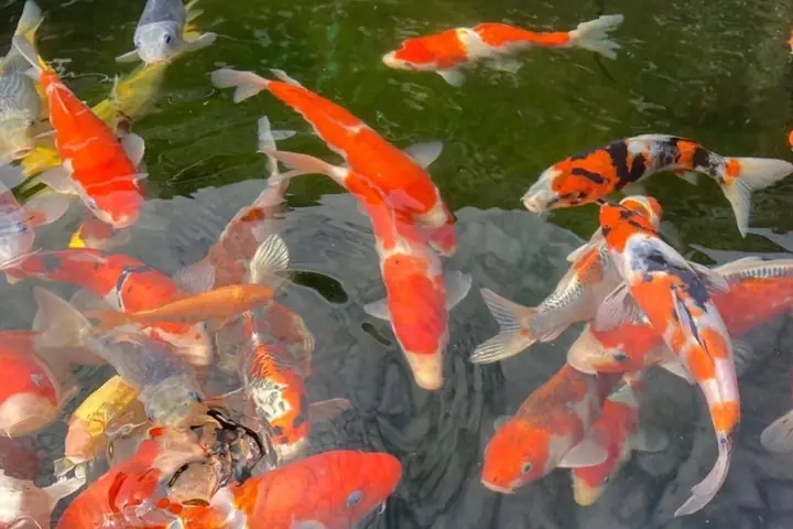 Cá Koi Là Gì Và Vì Sao Được Nhiều Người Thích?