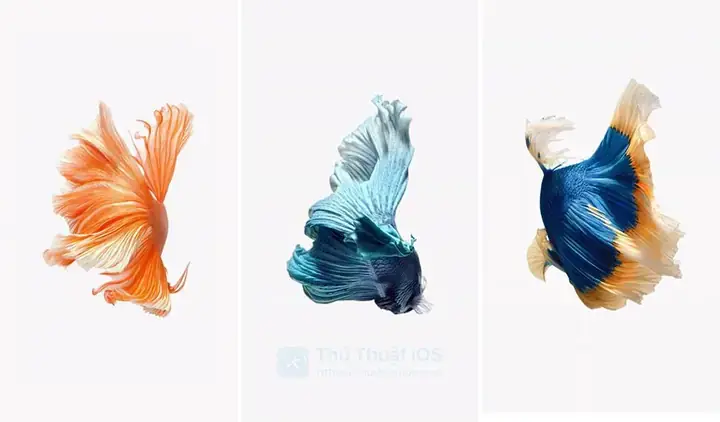 Bước 2: Cài Đặt Ứng Dụng Chuyển Đổi Video Thành Live Photos