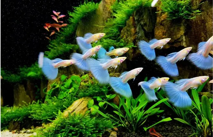 Hồ Cá Bảy Màu Đẹp – Điểm Nhấn Hoàn Hảo Cho Không Gian Sống Hồ Cá Bảy Màu Đẹp – Điểm Nhấn Hoàn Hảo Cho Không Gian Sống