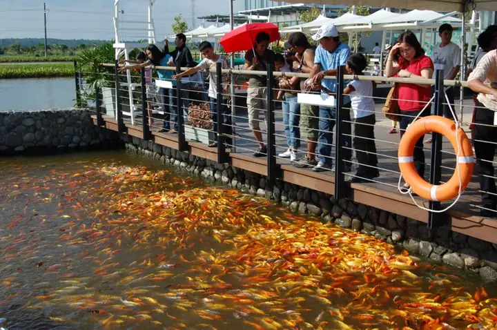 Khu Vực Nuôi Cá Tại Nuvali, Sta. Rosa Laguna