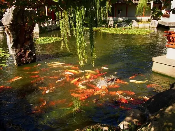 The Chinese Garden, Sydney, Úc