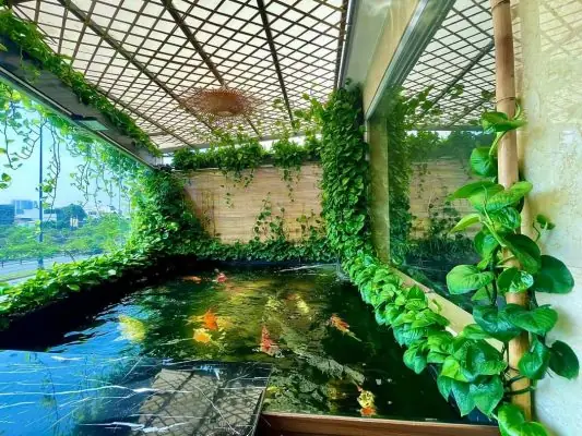 Không Cho Cá Ăn Thừa Nhiều Thức Ăn Không Cho Cá Ăn Thừa Nhiều Thức Ăn