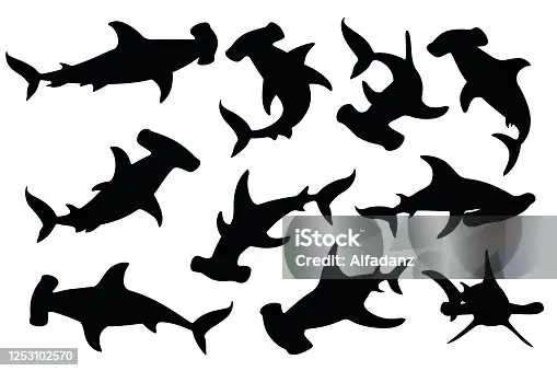 000+ Họ Cá Nhám Búa Cá Mập Carcharhiniformes Hình Minh Họa ... 000+ Họ Cá Nhám Búa Cá Mập Carcharhiniformes Hình Minh Họa ...