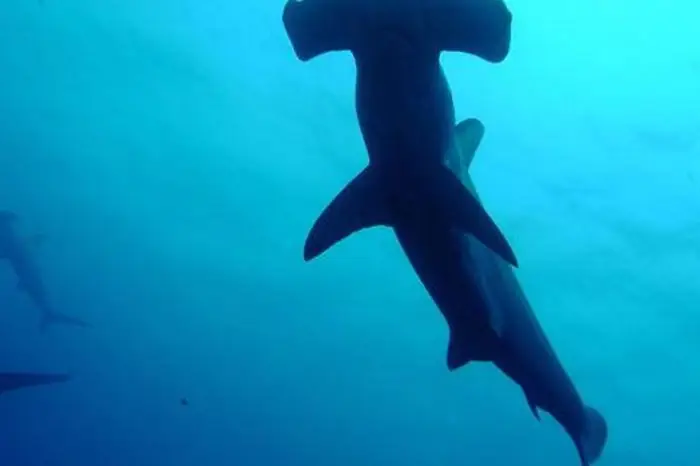 Phát Hiện Mới Về Loài 'cá Mang Búa' Làm Choáng Váng Giới Khoa Học ... Phát Hiện Mới Về Loài 'cá Mang Búa' Làm Choáng Váng Giới Khoa Học ...