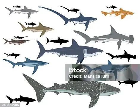 Hơn 1.100 Cá Nhám Búa Họ Cá Nhám Búa Hình Minh Họa Ảnh ... Hơn 1.100 Cá Nhám Búa Họ Cá Nhám Búa Hình Minh Họa Ảnh ...