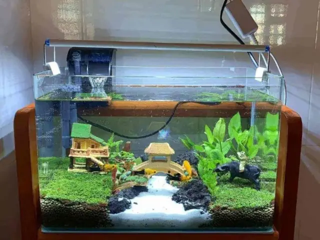 Loại Cá Nuôi Trong Hồ Kính Loại Cá Nuôi Trong Hồ Kính