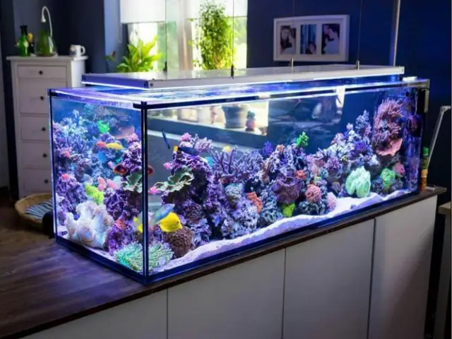 Hồ Cá Bằng Kính Dán Theo Yêu Cầu Hồ Cá Bằng Kính Dán Theo Yêu Cầu