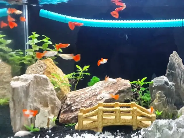 Tiểu Cảnh Hồ Cá Tiểu Cảnh Hồ Cá