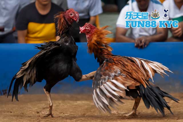 Hướng dẫn cách đặt cược kèo đá gà hiệu quả