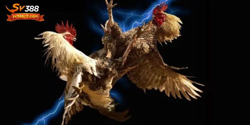 Cách vào tham gia đá gà tại nền tảng